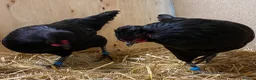 Chickens poultry for sale:  Stunning Green Egg Layers  - Advert 8