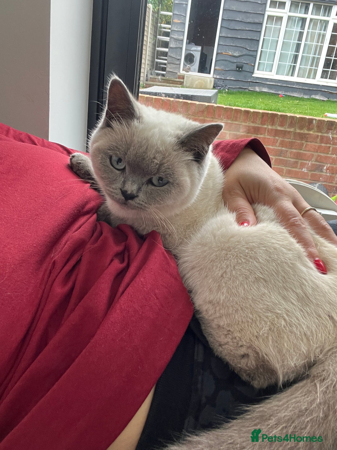 British Shorthair cats for sale: British fold - Advert 3