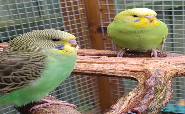 Budgerigars birds - Advert 10
