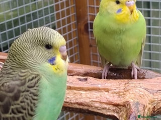 Budgerigars birds - Advert 6
