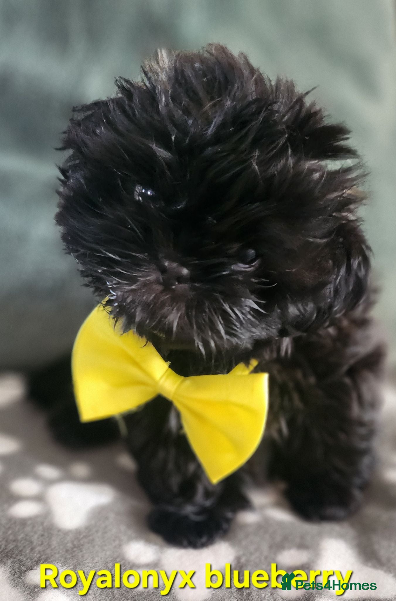 Shih Tzu dogs Shih tzu puppies imperial line READY NOW !!! - Advert 5
