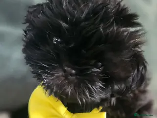 Shih Tzu dogs Shih tzu puppies imperial line READY NOW !!! - Advert 1