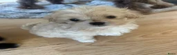 Maltipoo dogs for sale: 🌟 **Adorable Maltipoo Puppies!** 🌟  - Advert 26