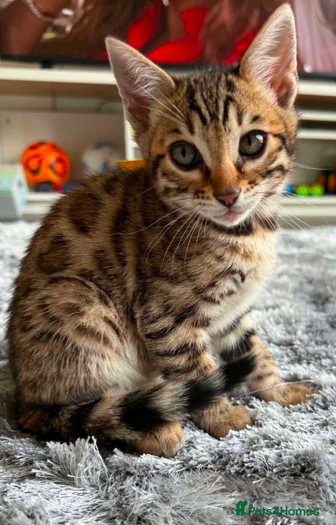 Bengal cats for sale: TICA Rare Snow & Charcoal carrying Bengal kittens! - Advert 10