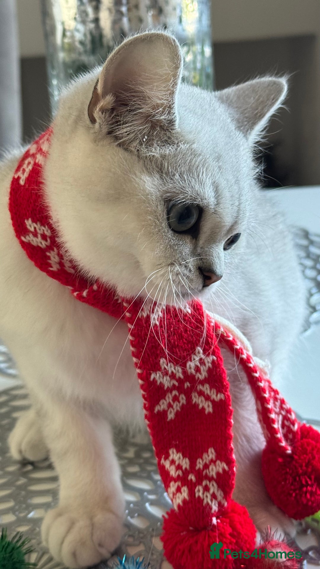 Scottish Fold cats for sale: Scottish Straight Boy - Image 19