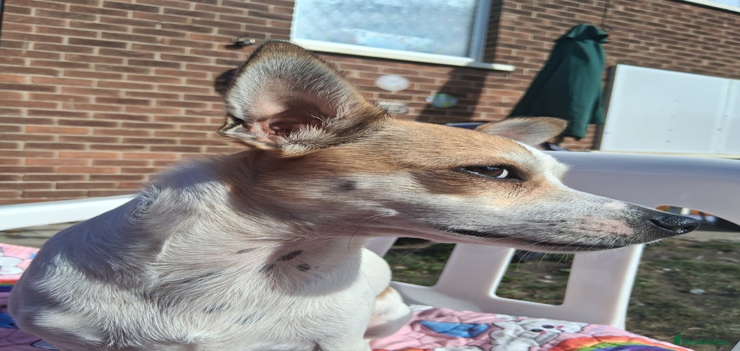 Gallery Image {{count}}