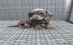 Dachshund dogs for sale: Miniature dachshunds ready now 💗 - Image 1