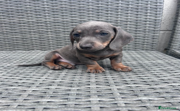 Dachshund dogs - Advert 9