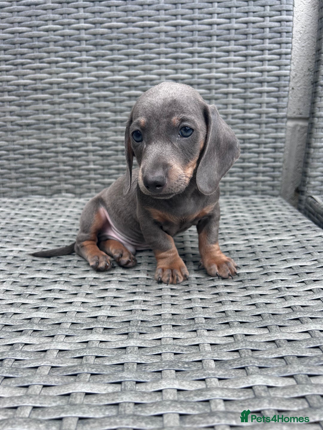 Dachshund dogs for sale: Miniature dachshunds ready now 💗 - Image 1