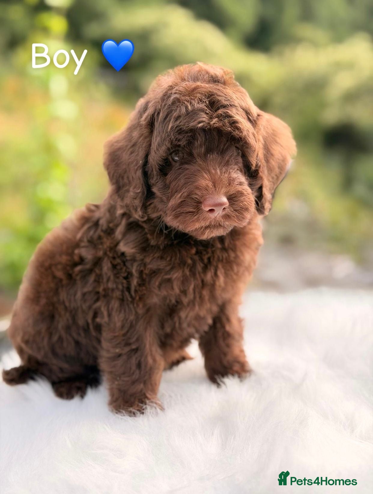 Cavapoo dogs F1B Cavapoo puppies  - Advert 2