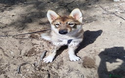 Saarloos Wolfdog dogs for sale: WEST SIBERIAN LAIKA 4 MONTHS OLD IMPORTED - Image 6