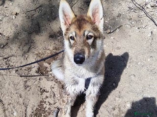 Saarloos Wolfdog dogs - Advert 2