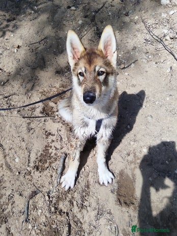 Saarloos Wolfdog dogs - Advert 2