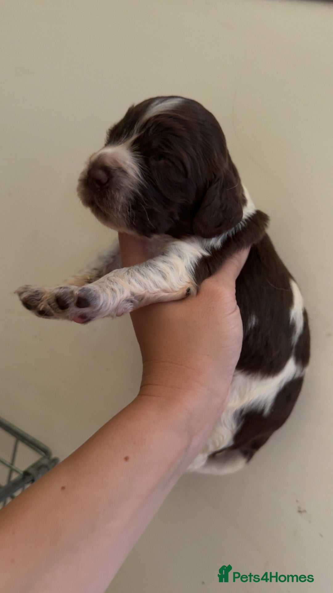 Sprocker dogs for sale: unbelievably marked sprockers 😍 - Image 11