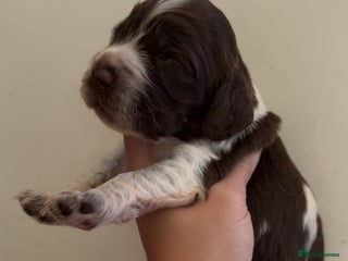 Sprocker dogs - Advert 30