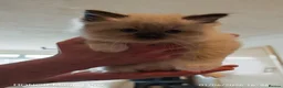 Mixed Breed cats for sale: Ragdoll x persian in Lancaster - Advert 6