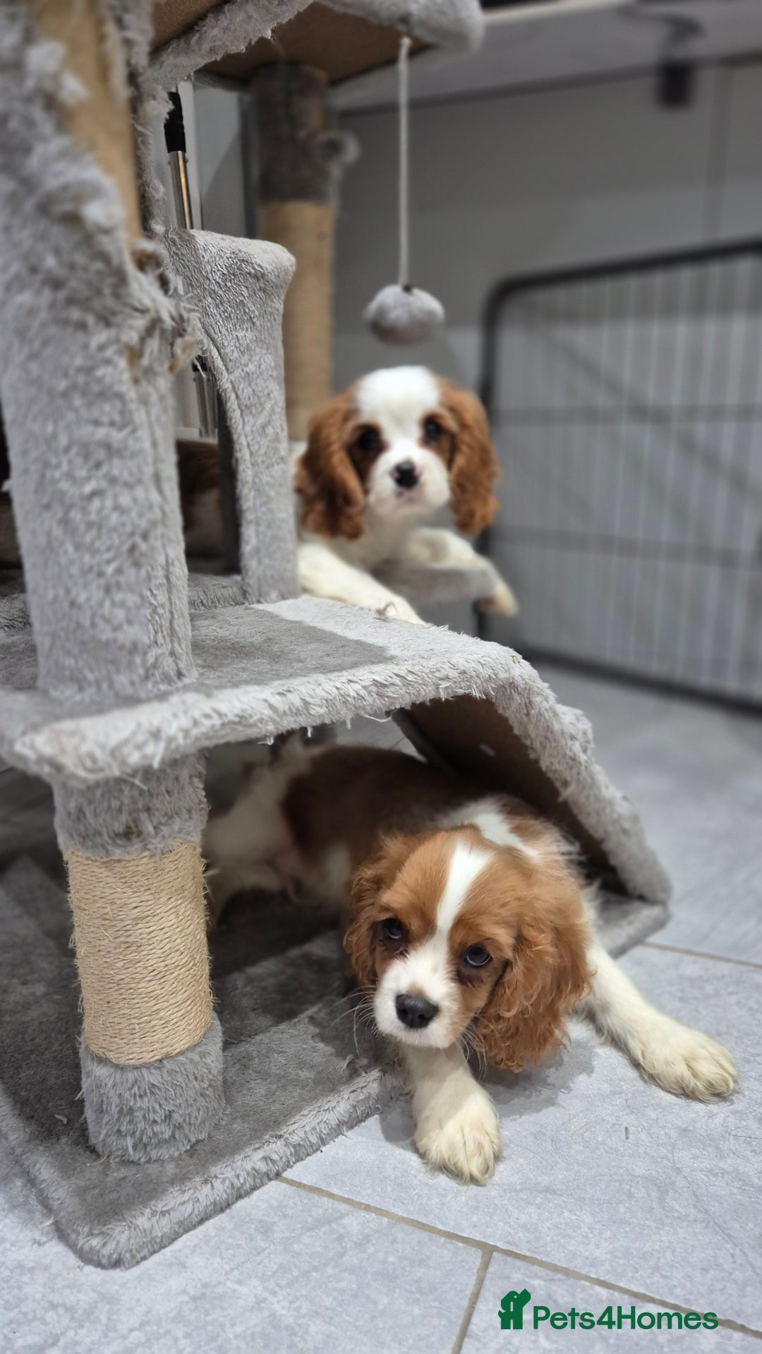 Cavalier King Charles Spaniel dogs for sale: ✨ Gorgeous Puppy Ready for a Loving Home ✨ - Advert 12