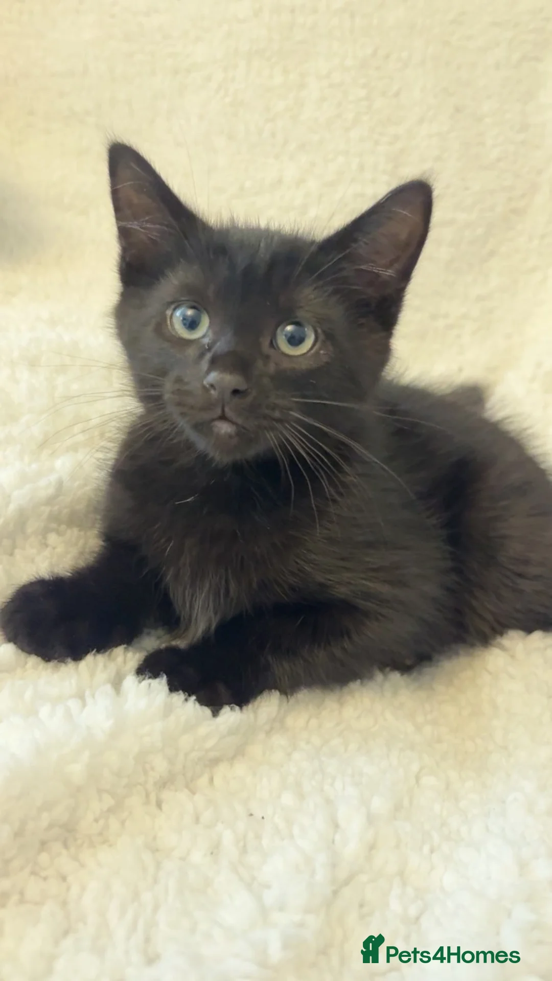 Mixed Breed cats for sale: Black male cat for sale - Advert 1