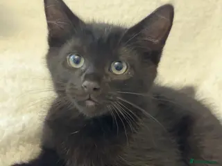 Mixed Breed cats Black male cat for sale - Advert 1