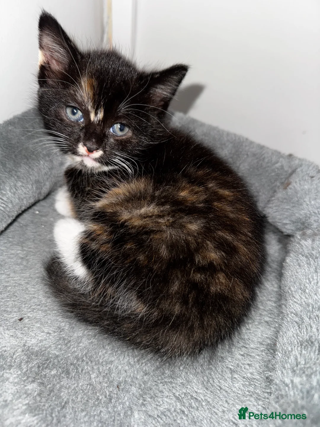 Mixed Breed cats for sale: Beautiful kittens  - Advert 4