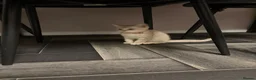 Scottish Fold cats for sale: Beautiful Scottish straights READY NOW  - Advert 29