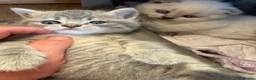 Scottish Fold cats for sale: Scottish fold kittens ready for reservation - Advert 6