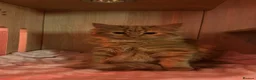 Mixed Breed cats for sale: yselly and yumi - Advert 9