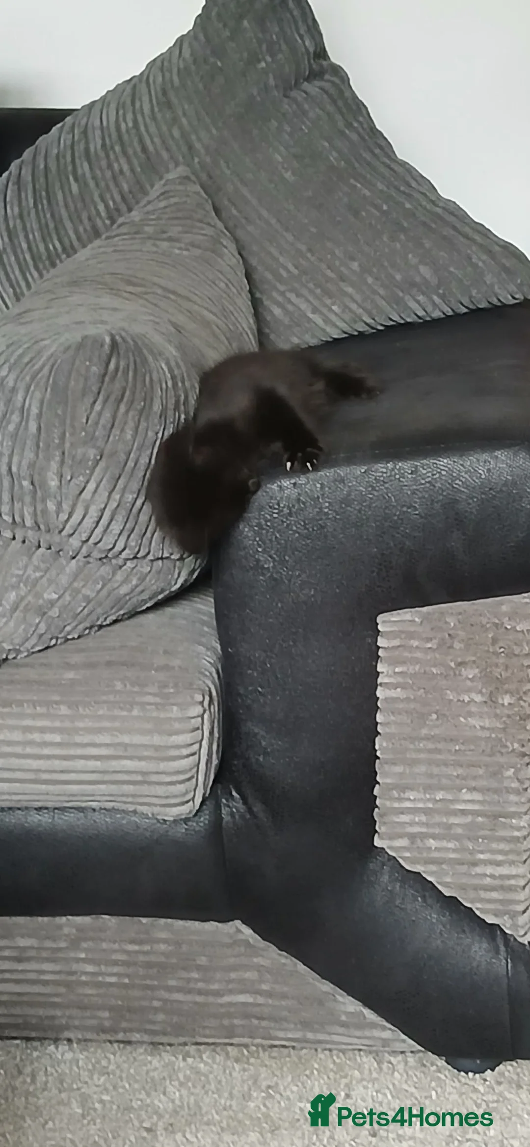 Mixed Breed cats for sale: 1 little boy left in Pontefract - Advert 2