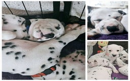 Dalmatian dogs for sale: Beautiful Dalmatian Puppies - Image 7