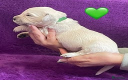 Golden Retriever dogs for sale: KC Reg Cream Boys from health tested parents.  - Image 32