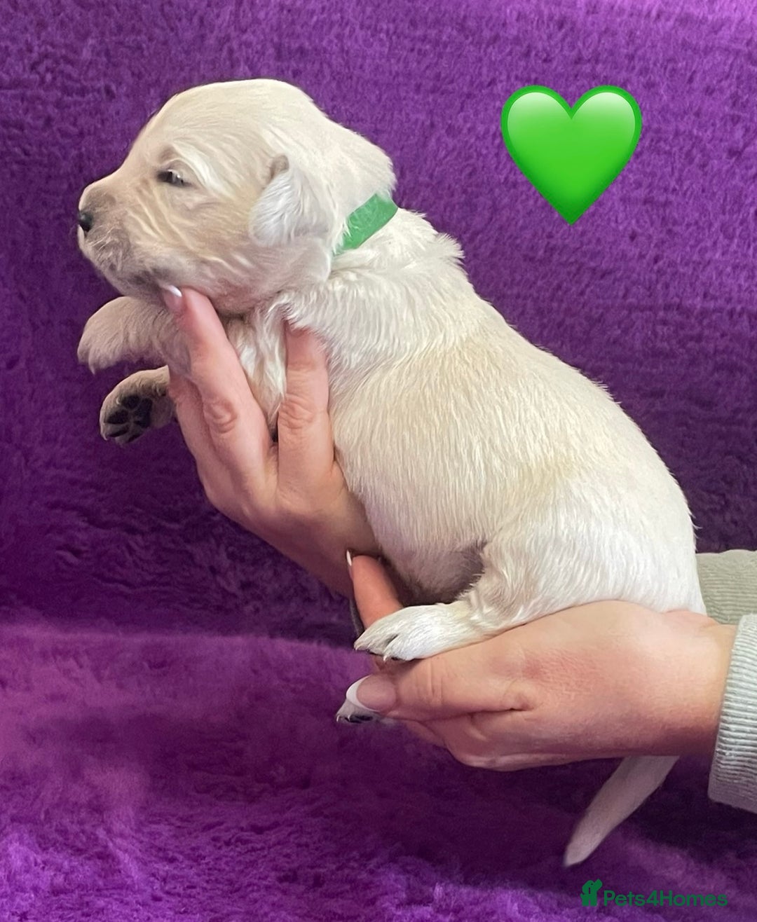 Golden Retriever dogs for sale: KC Reg Cream Boys from health tested parents.  - Image 32