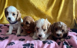 Cavapoo dogs for sale: Cavapoo x cavalier King Charles puppies  - Image 9