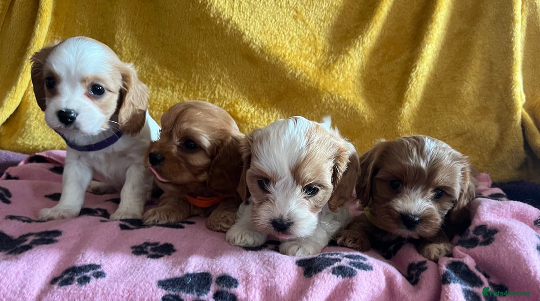 Cavapoo dogs for sale: Cavapoo x cavalier King Charles puppies  - Image 9