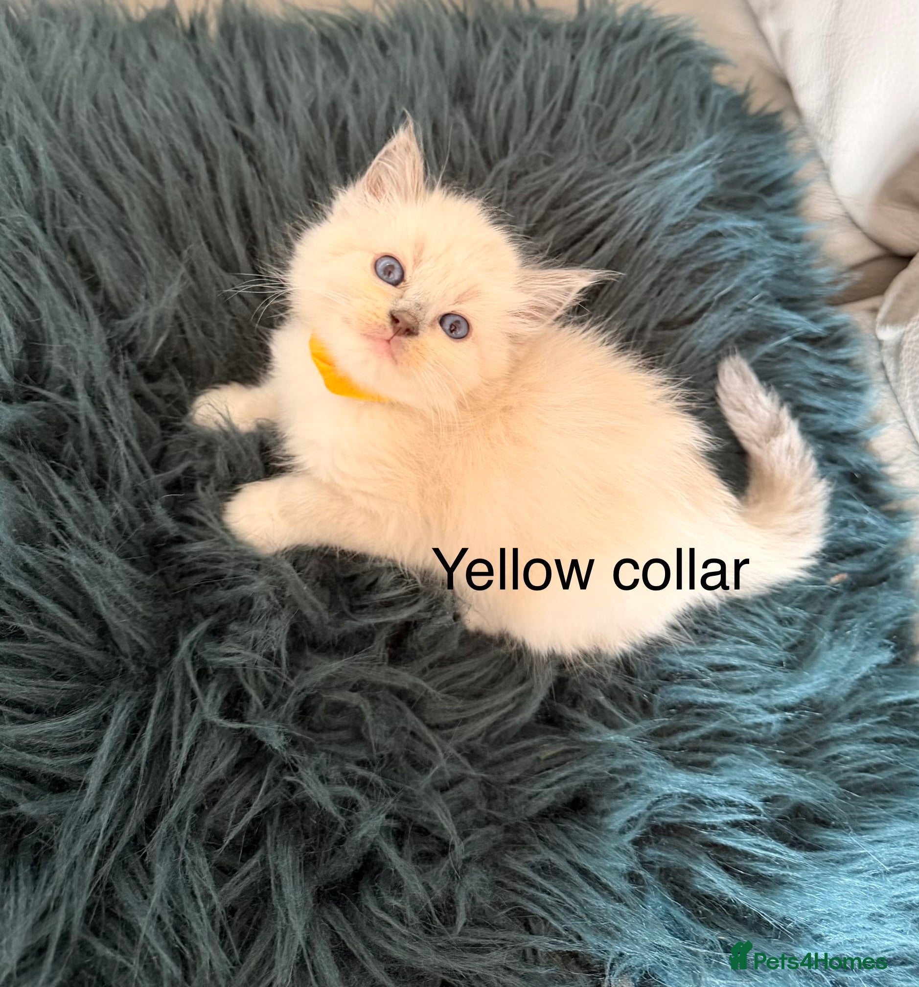 Ragdoll cats Purebred blue point ragdolls - Advert 1