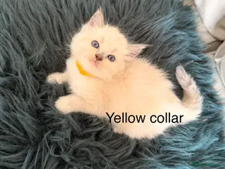 Ragdoll cats Purebred blue point ragdolls - Advert 1