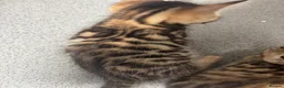 Bengal cats for sale: Kittens ready now  in Cramlington - Advert 17