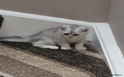 British Shorthair cats for sale: 4 British Short-hair kittens ready for new home💓 - Image 7