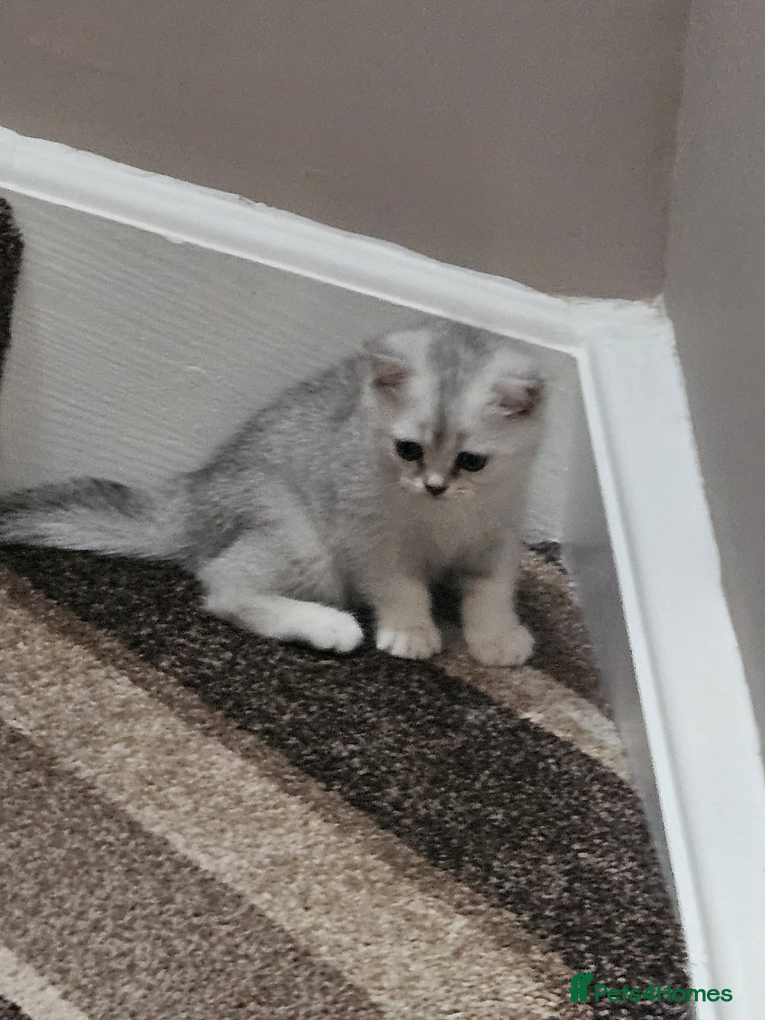 British Shorthair cats for sale: 4 British Short-hair kittens ready for new home💓 - Image 7
