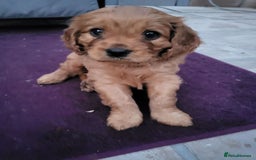 Cavapoo dogs for sale: F1B Cavapoo Puppies - Image 12