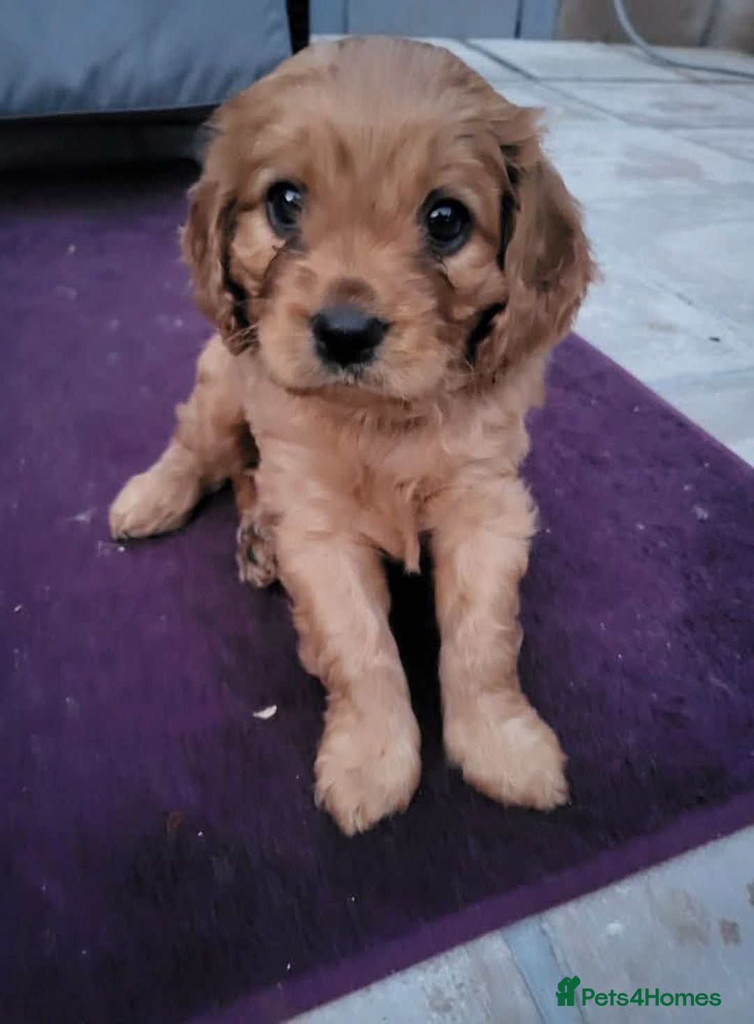 Cavapoo dogs for sale: F1B Cavapoo Puppies - Image 12