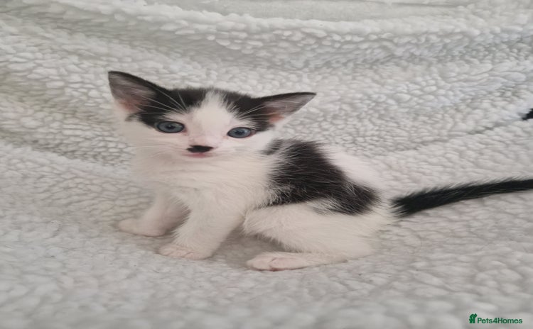Mixed Breed cats - Advert 6