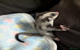 Sugar Glider rodents for sale: Sugar glider joeys SOLD. More OOP soon - Advert 5