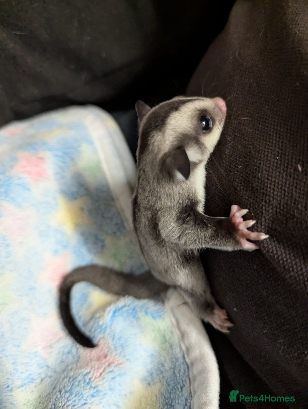 Sugar Glider rodents for sale: Sugar glider joeys SOLD. More OOP soon - Advert 5