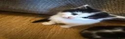 Domestic Shorthair cats for sale: Kittens  - Advert 2