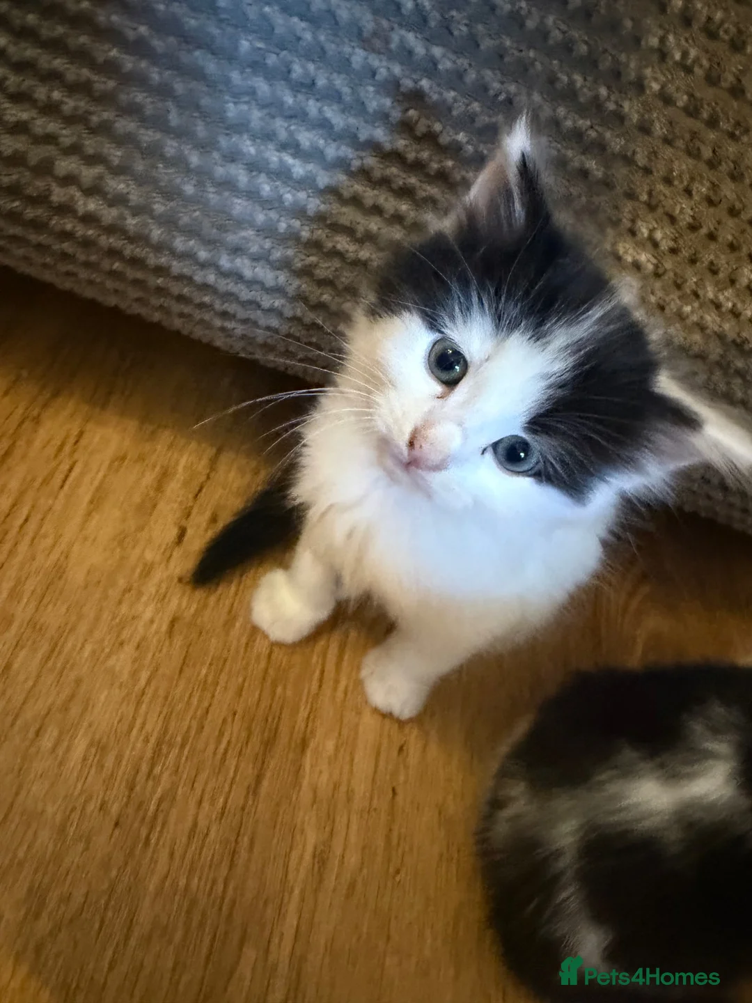 Domestic Shorthair cats for sale: Kittens  - Advert 2