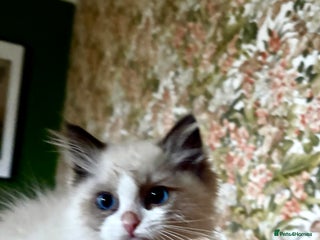 Ragdoll cats - Advert 31