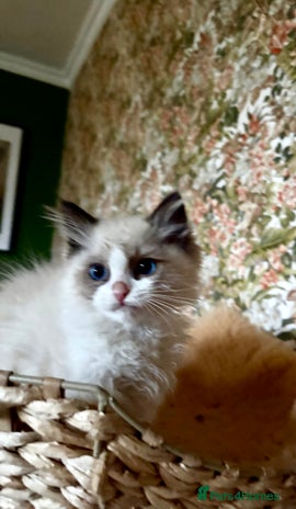 Ragdoll cats - Advert 6