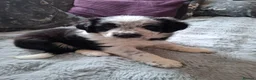 Border Collie dogs for sale: Beautiful Male collie in Exeter - Advert 4