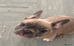 French Bulldog dogs for sale: French bulldogs puppies - Image 16