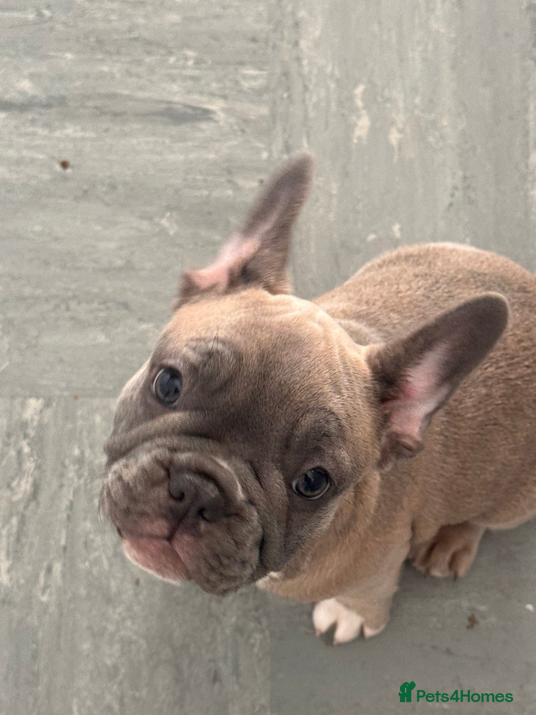 French Bulldog dogs for sale: French bulldogs puppies - Image 16